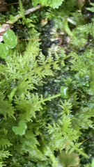 Thuidium delicatulum