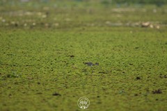 Hydrophasianus chirurgus