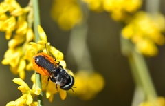 Odontomyia flavissima