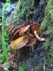 Gymnopilus ventricosus