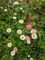 Erigeron karvinskianus