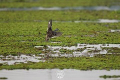 Nettapus coromandelianus