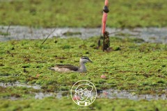 Nettapus coromandelianus