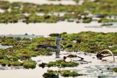 Nettapus coromandelianus