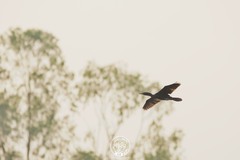 Phalacrocorax fuscicollis