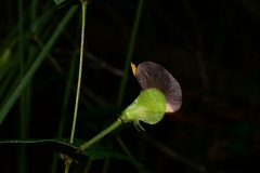 Platylobium triangulare