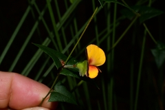 Platylobium triangulare