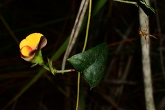 Platylobium triangulare