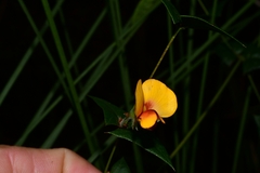 Platylobium triangulare