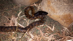 Aspidites melanocephalus