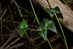 Platylobium triangulare