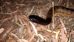 Aspidites melanocephalus