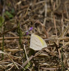 Eurema laeta
