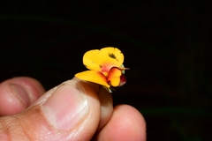 Platylobium triangulare