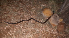 Aspidites melanocephalus