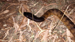 Aspidites melanocephalus