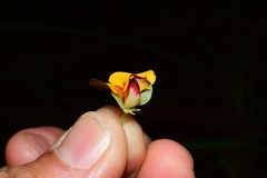 Platylobium triangulare