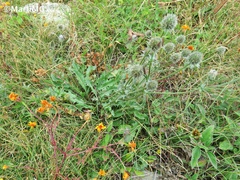 Eryngium heterophyllum