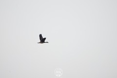 Dendrocygna javanica