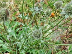 Eryngium heterophyllum