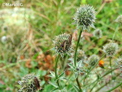 Eryngium heterophyllum