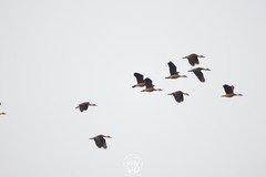 Dendrocygna javanica