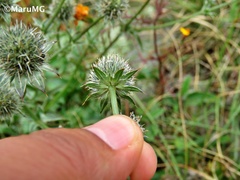 Eryngium heterophyllum