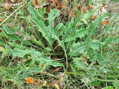 Eryngium heterophyllum