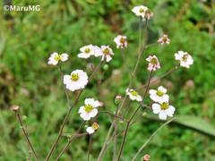 Tridax palmeri