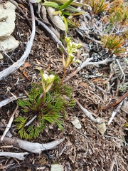 Aciphylla polita