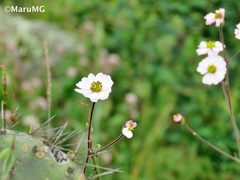 Tridax palmeri