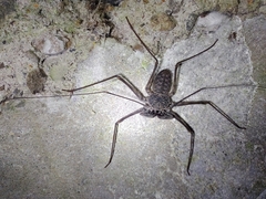 Paraphrynus laevifrons