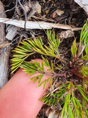 Aciphylla polita