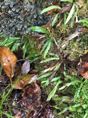 Notogrammitis ciliata