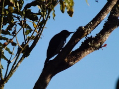 Melanerpes formicivorus