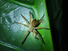 Cupiennius coccineus