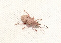 Myllocerina
