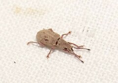 Myllocerina