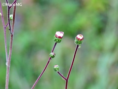 Tridax palmeri