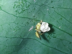 Mischocyttarus basimacula