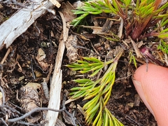Aciphylla polita