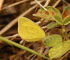 Eurema herla
