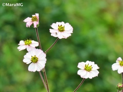 Tridax palmeri