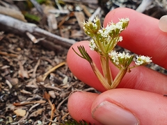 Aciphylla polita