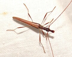 Rhinophthalmus