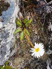 Celmisia cordatifolia