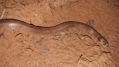 Brachyurophis incinctus