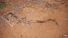 Brachyurophis incinctus