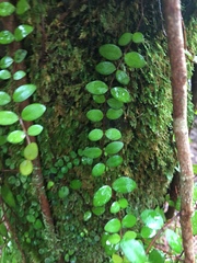 Metrosideros perforata