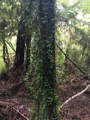 Metrosideros perforata